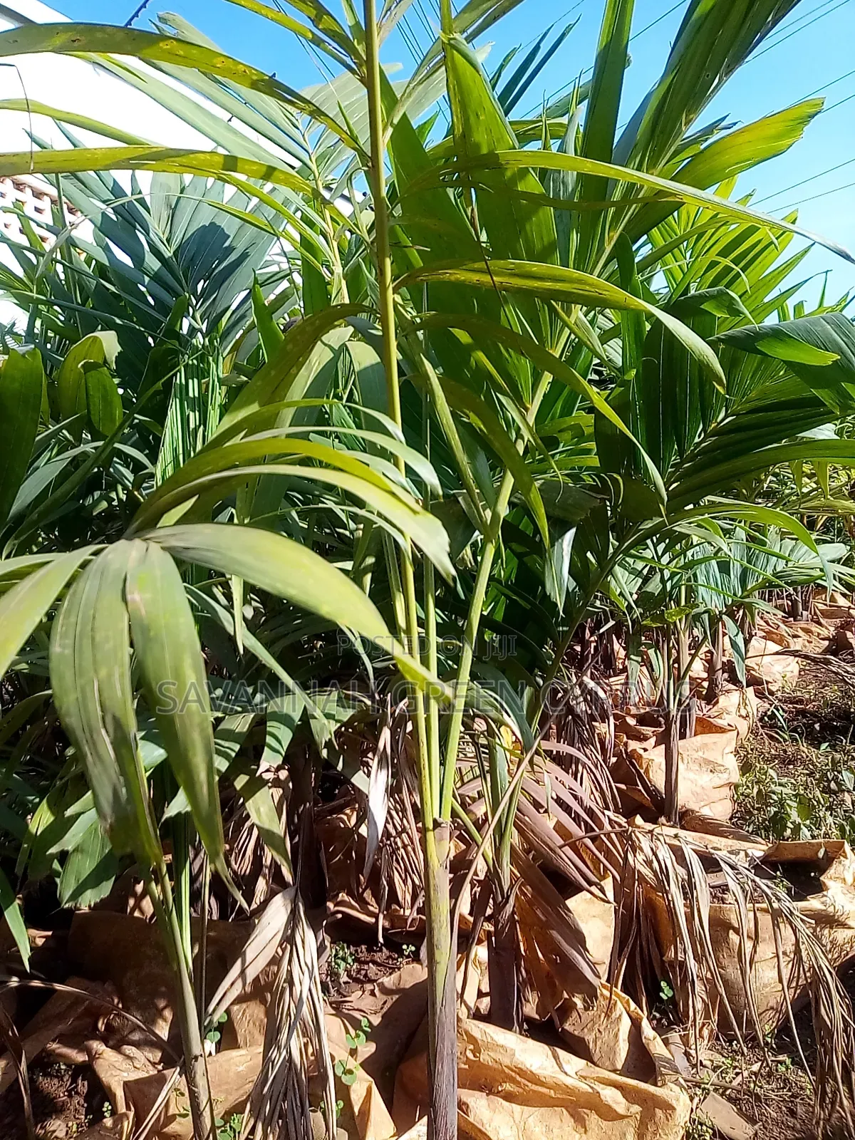 Christmas Palms