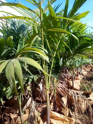 Christmas Palms