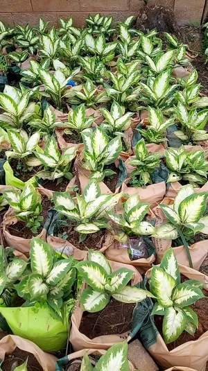 Dieffenbach Indoor Plant