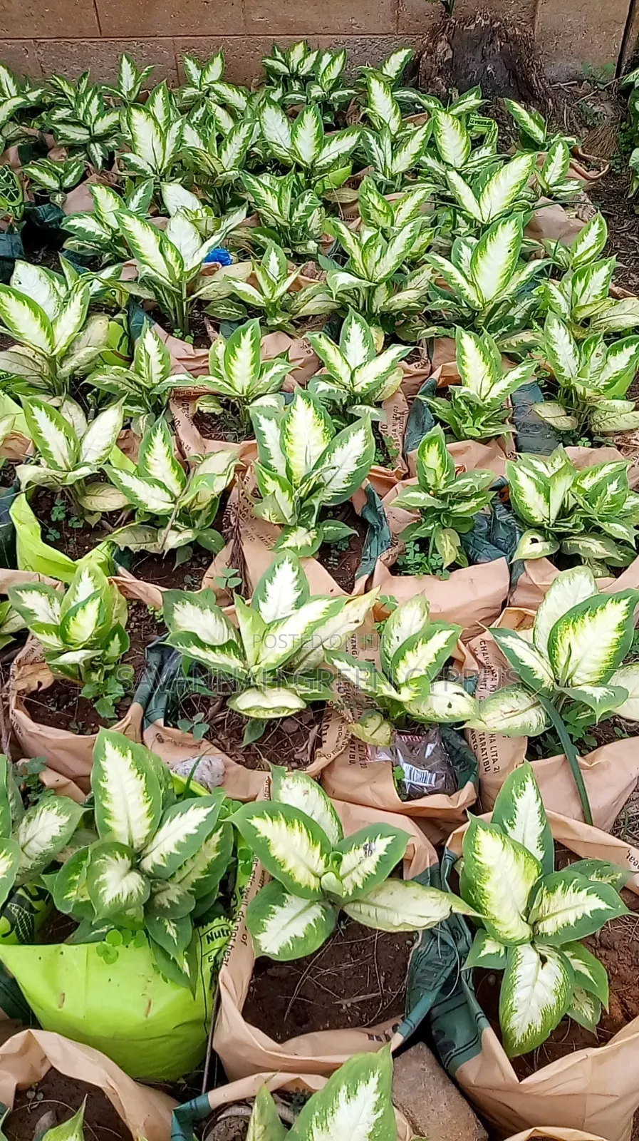 Dieffenbach Indoor Plant