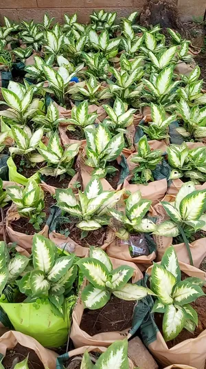 Dieffenbach Indoor Plant