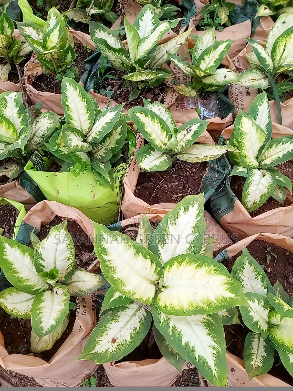 Dieffenbach Indoor Plant