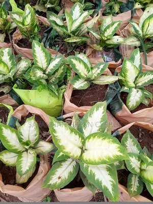 Dieffenbach Indoor Plant