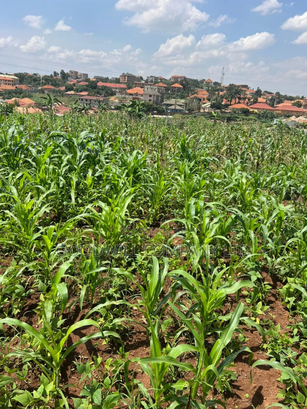 5 Acres of Land in Kiwanga Buto Bweyogerere