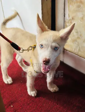 1-3 months Male Purebred Siberian Husky