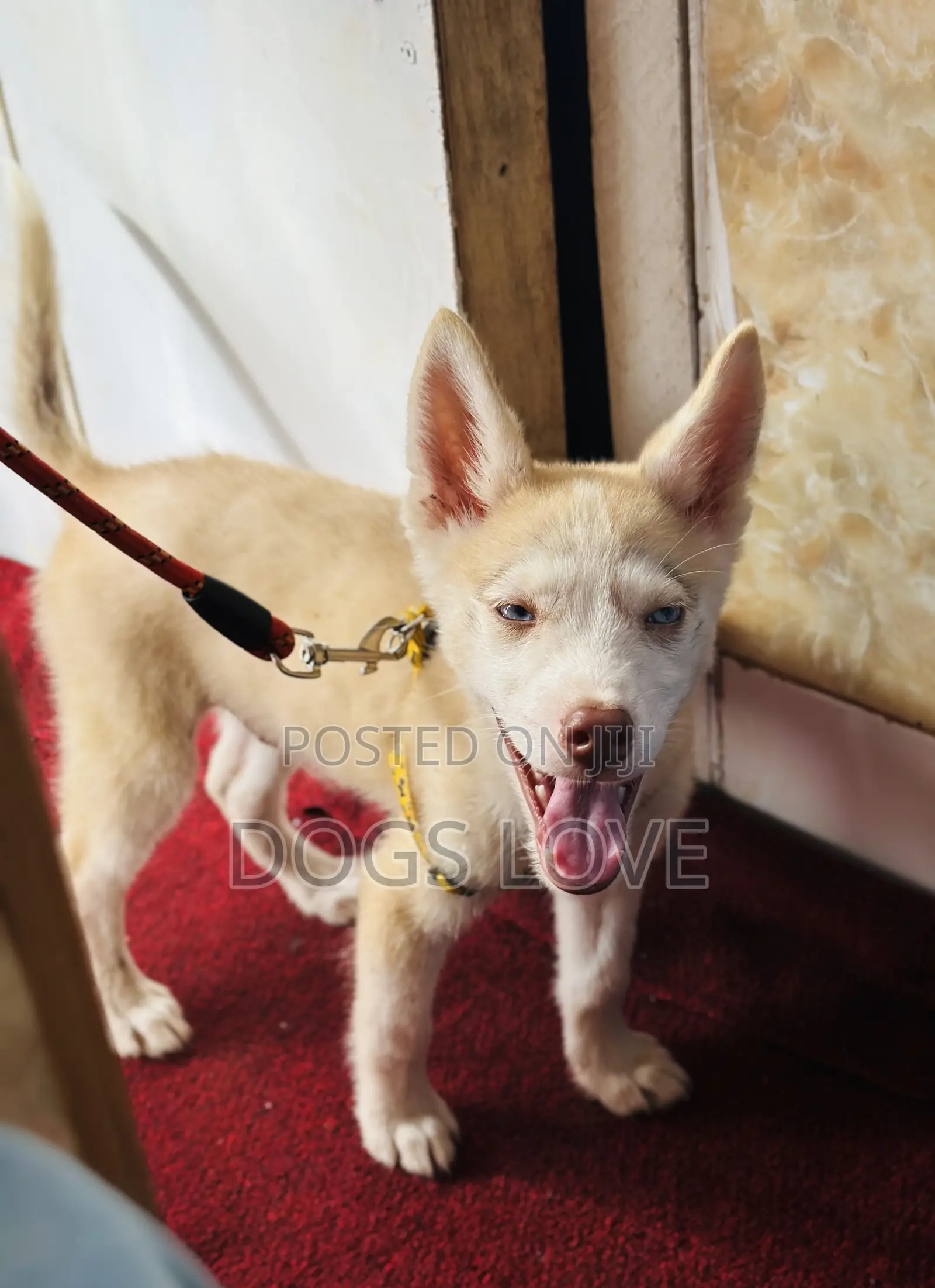 1-3 months Male Purebred Siberian Husky