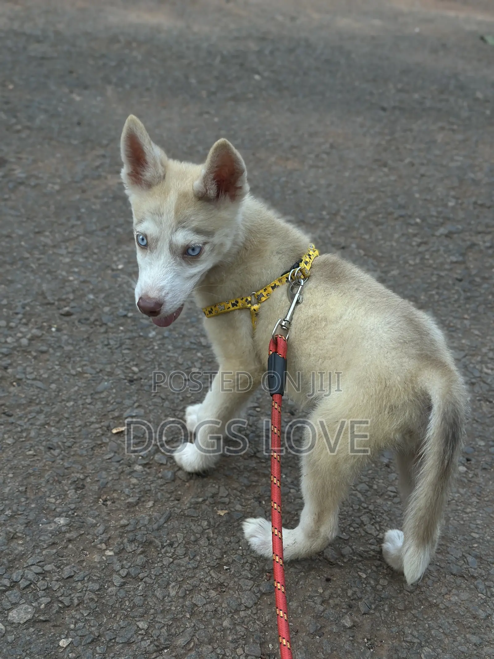 1-3 months Male Purebred Siberian Husky