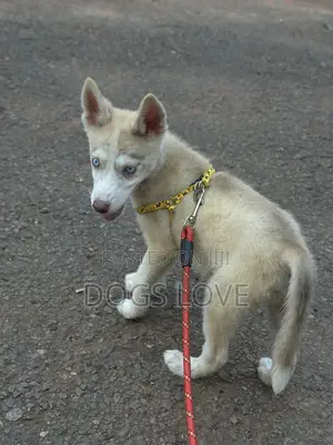 1-3 months Male Purebred Siberian Husky