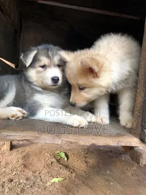 1-3 months Male Purebred Siberian Husky