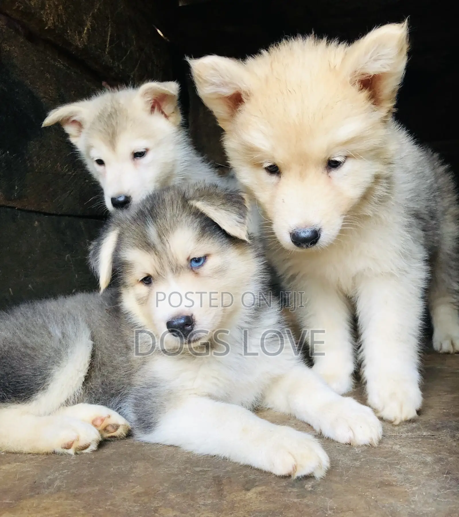 1-3 months Male Purebred Siberian Husky