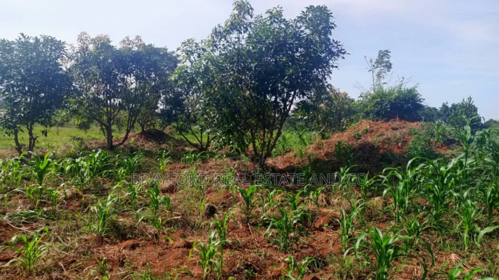 Land for Sale