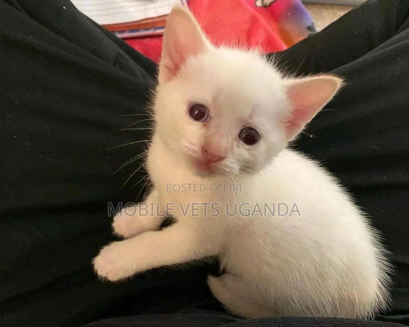 1-3 months Male Purebred Exotic
