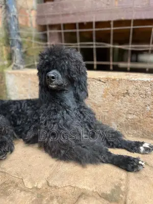 3-6 months Female Purebred Poodle