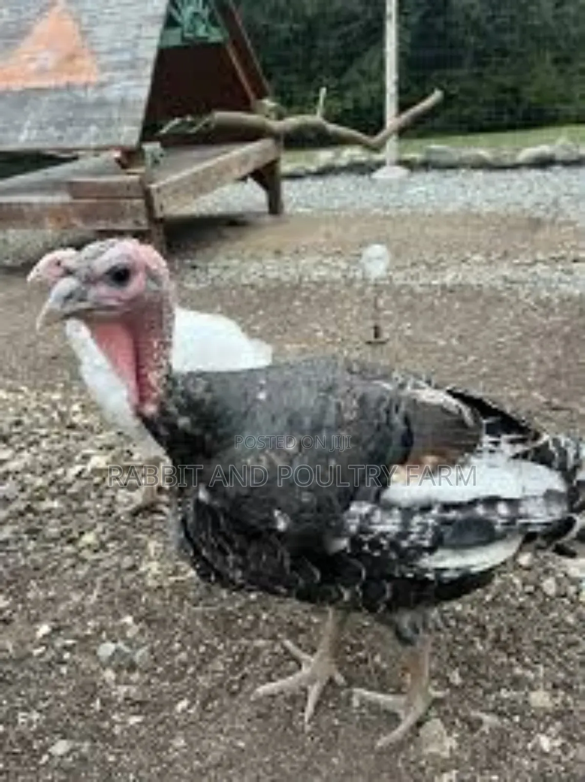 Turkey's in Munyonyo [Prices Vary With Size]
