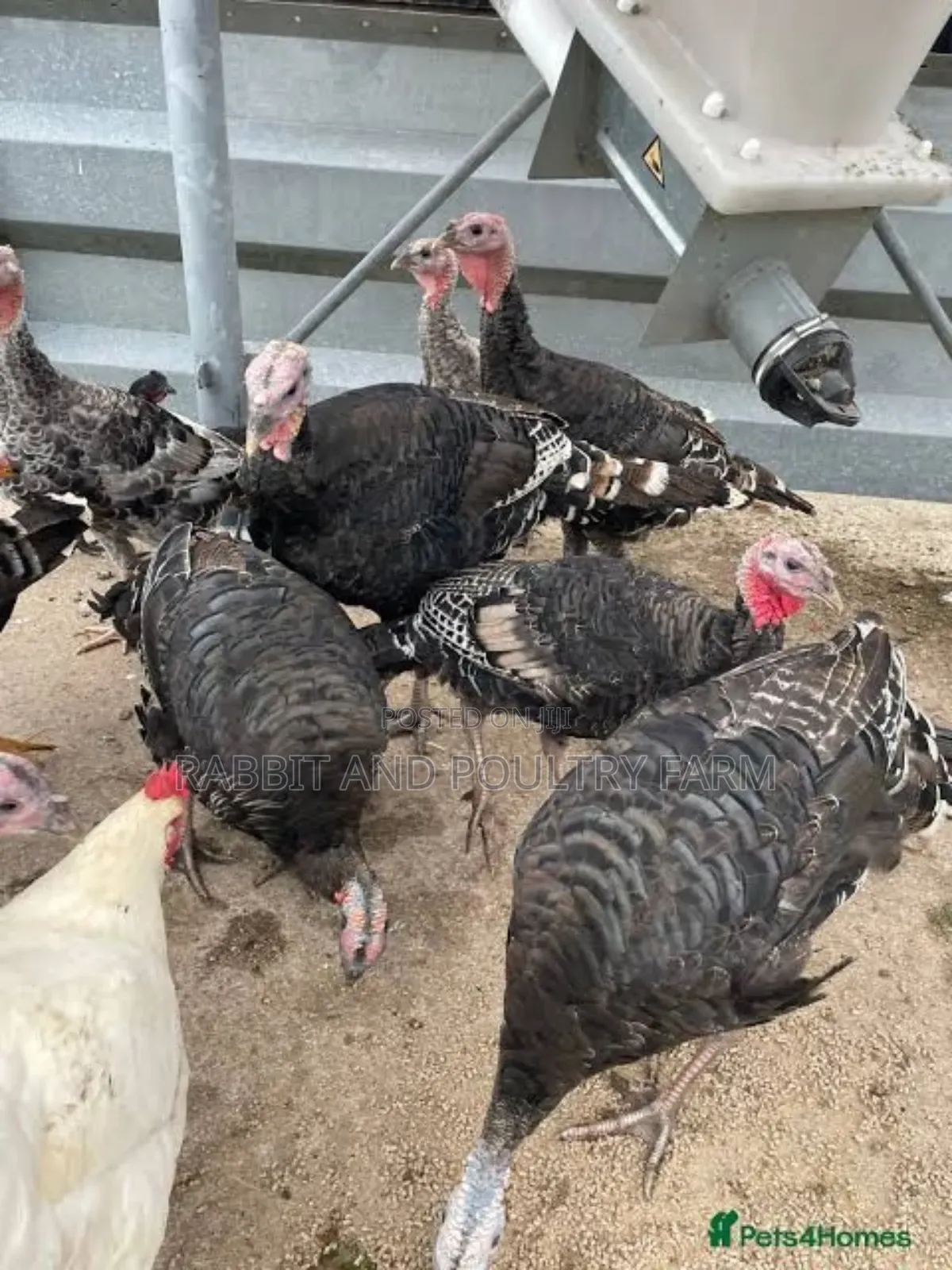 Turkey's in Munyonyo [Prices Vary With Size]