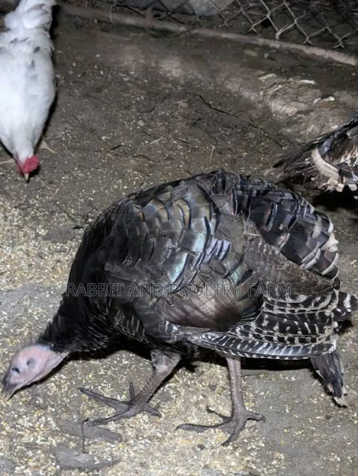 Turkey's in Munyonyo [Prices Vary With Size]