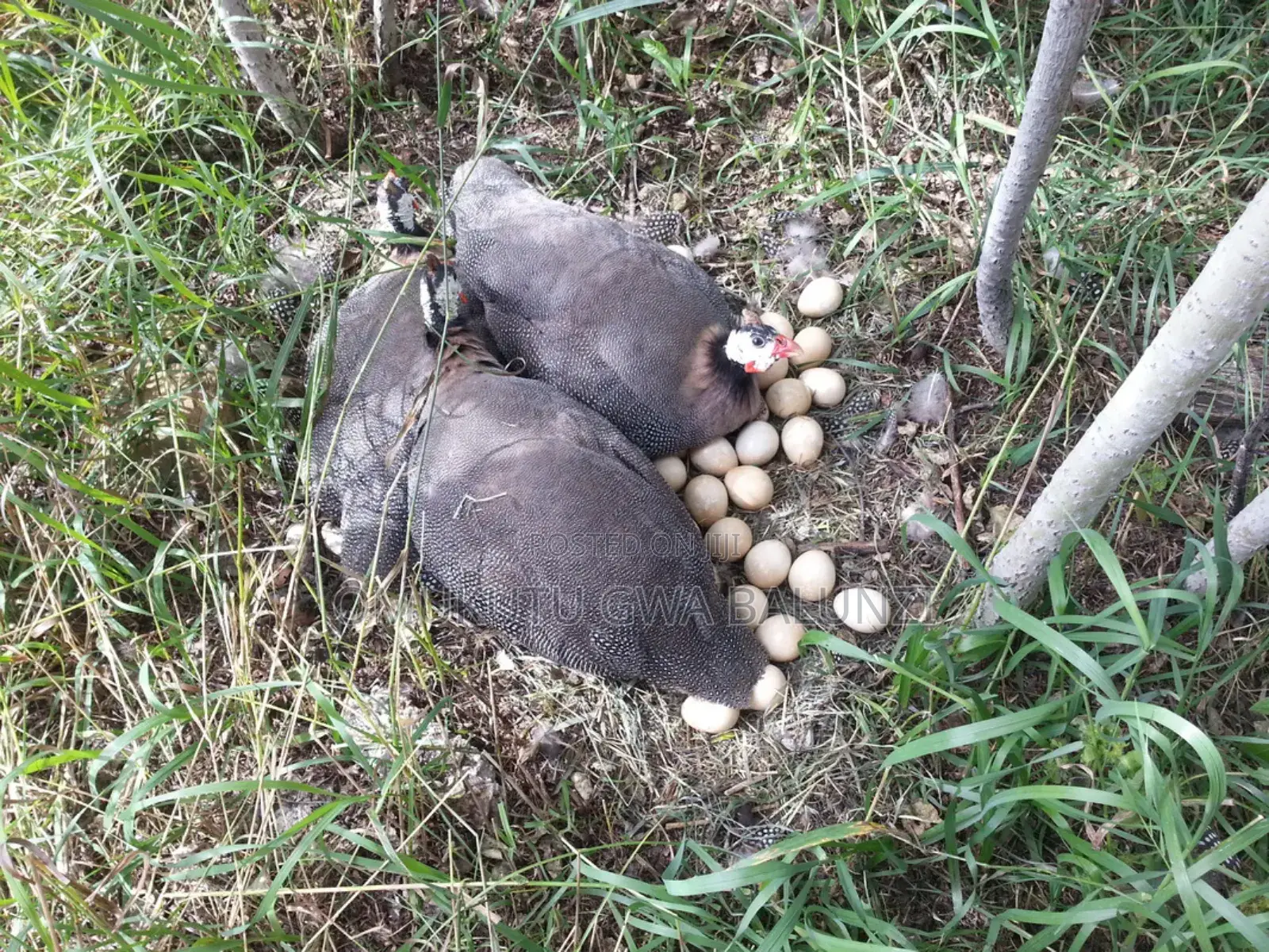 Guniea Fowls