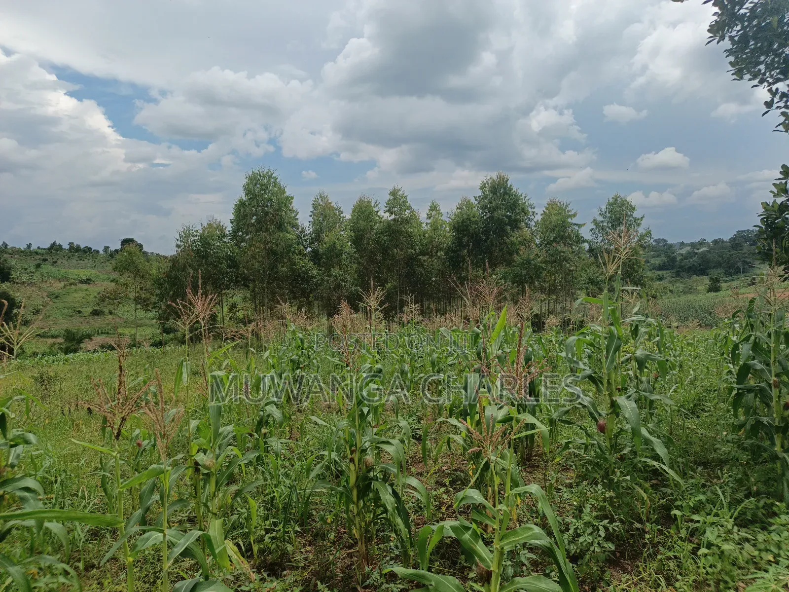 100b100ft on Sale in Kiwenda Luunga