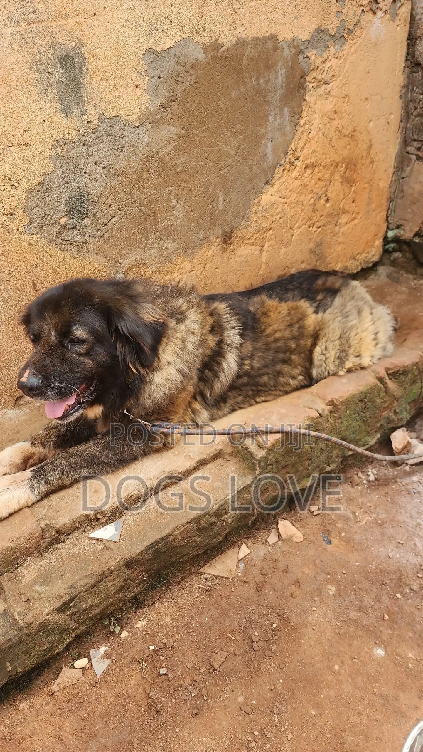 6-12 months Female Purebred Caucasian Shepherd