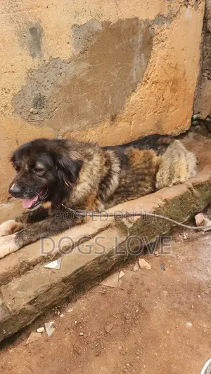 6-12 months Female Purebred Caucasian Shepherd