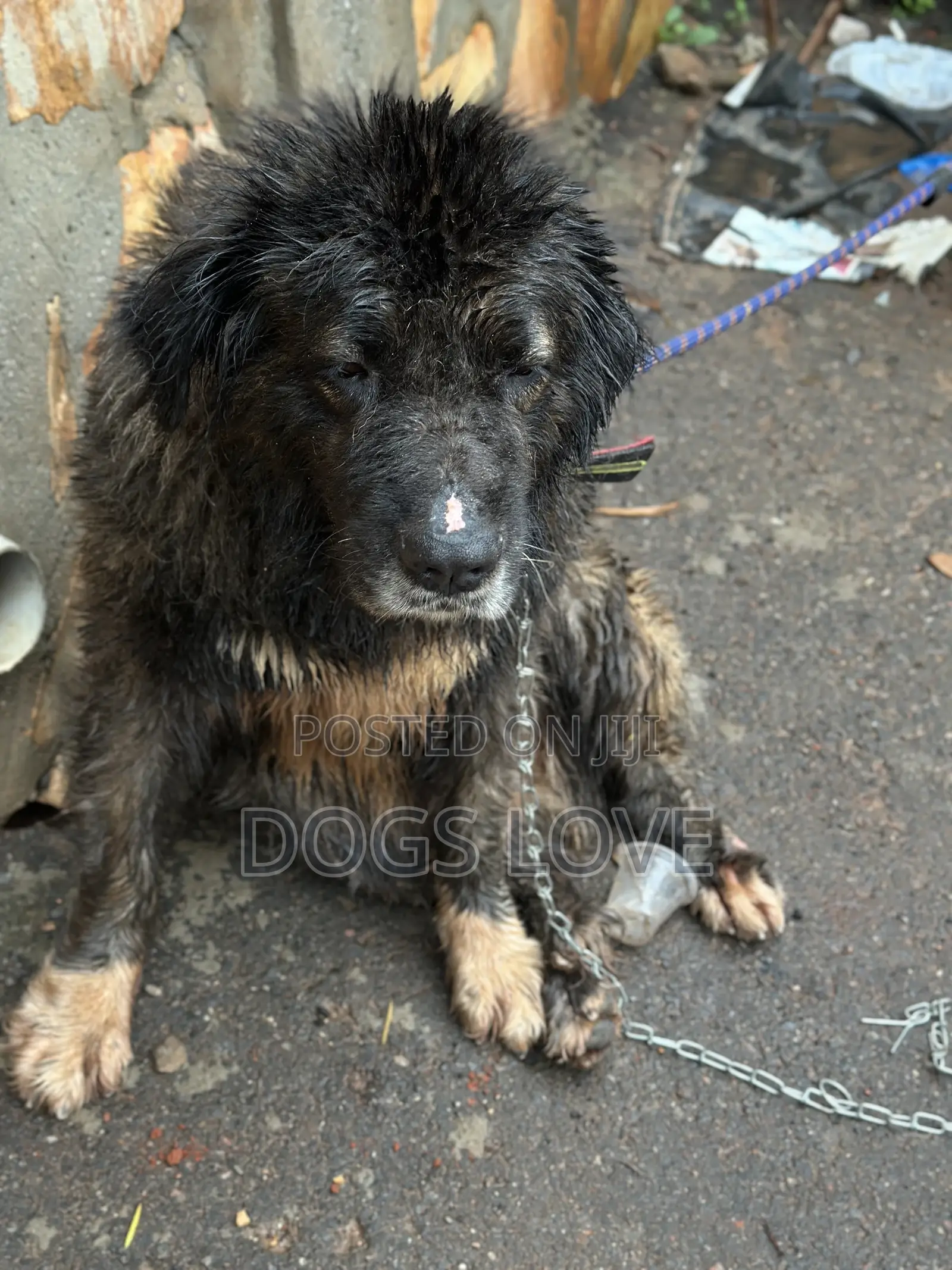 6-12 months Female Purebred Caucasian Shepherd