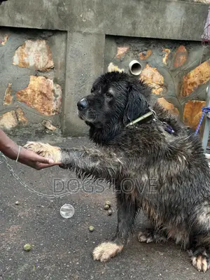 6-12 months Female Purebred Caucasian Shepherd