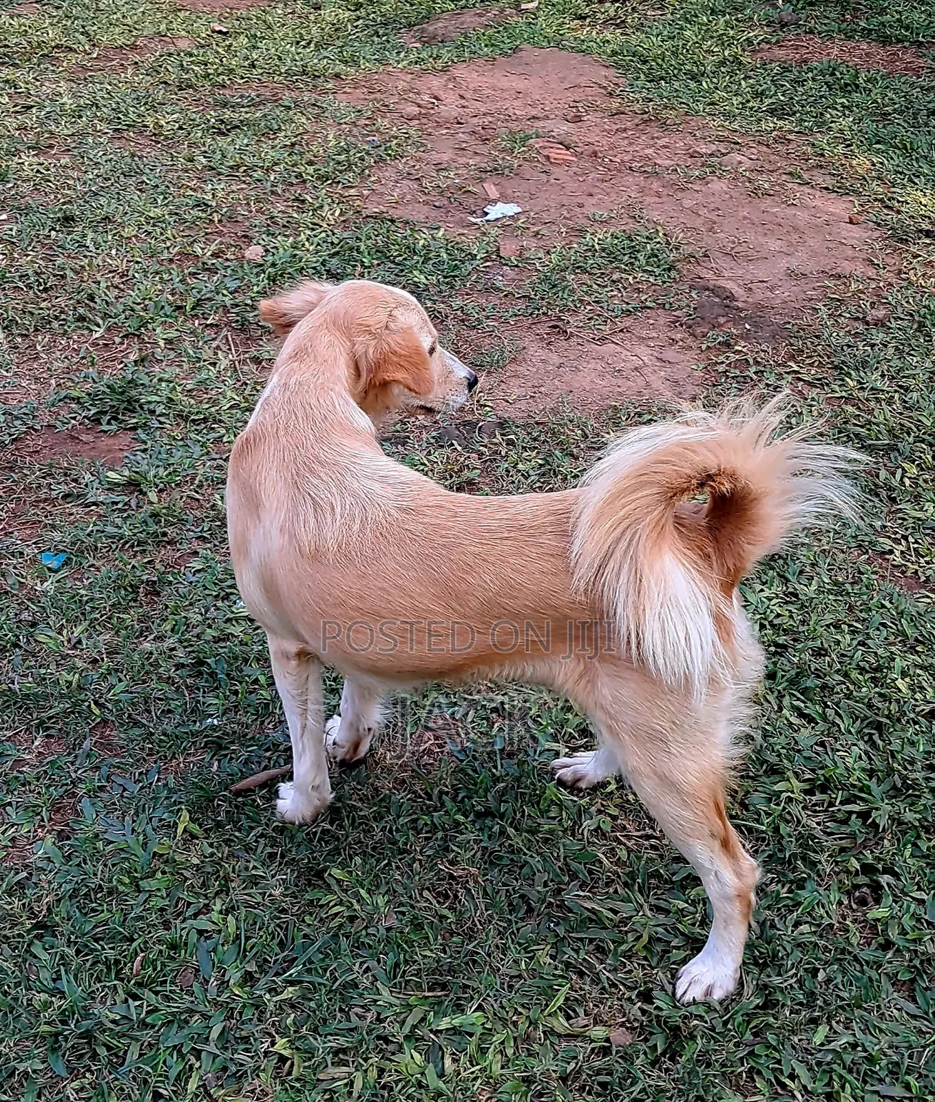 1+ year Female Purebred Japanese Spitz