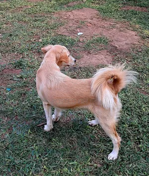 1+ year Female Purebred Japanese Spitz