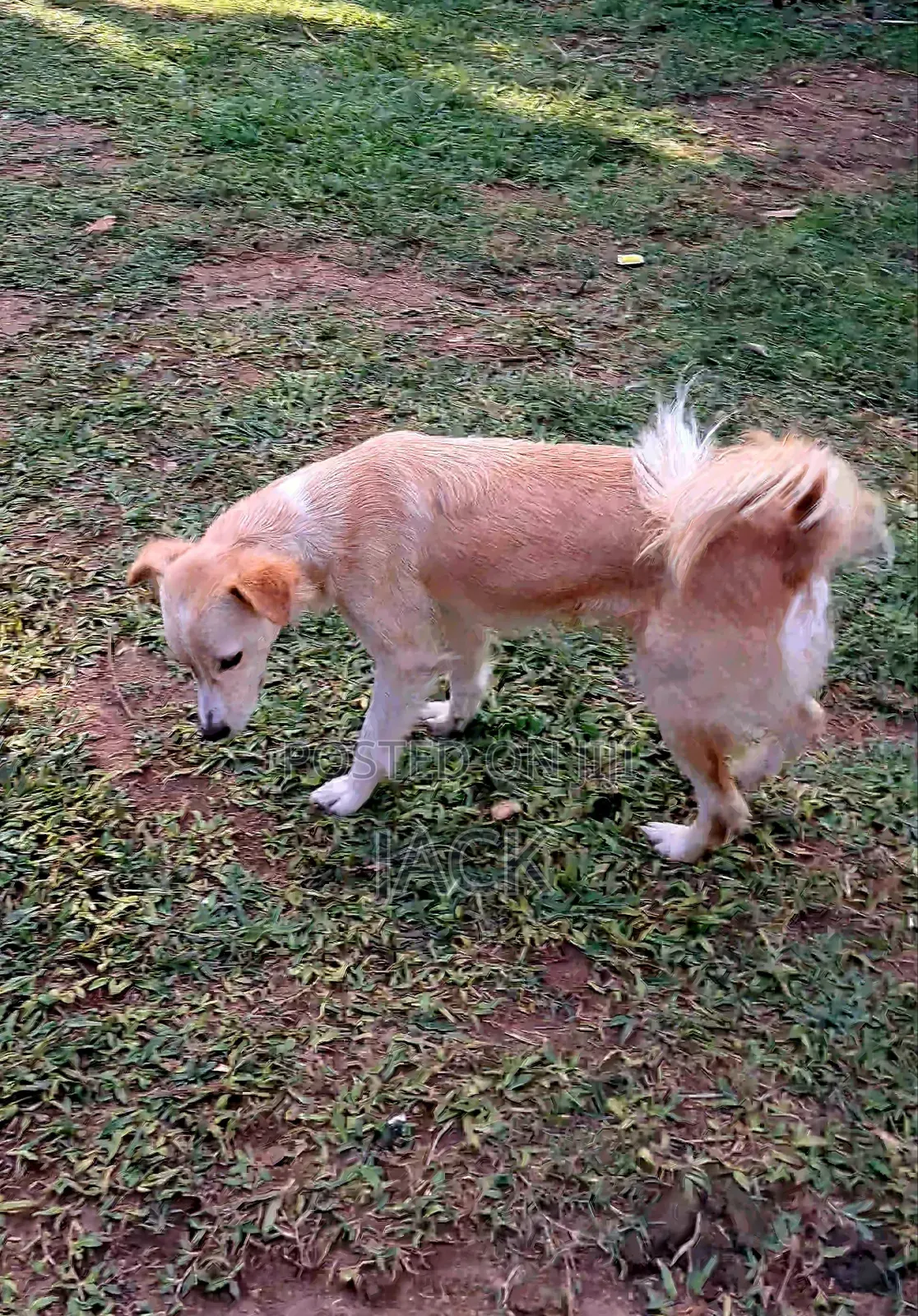 1+ year Female Purebred Japanese Spitz