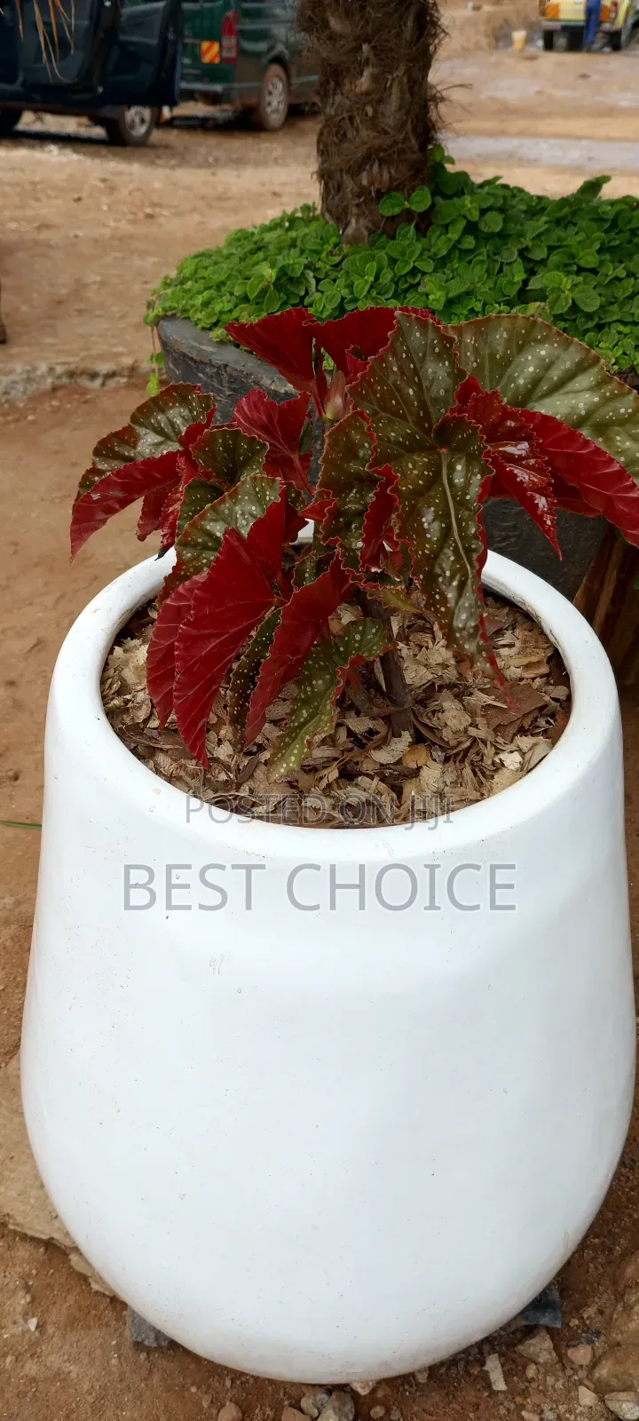 Amazing Flowers and Plants Rooted in Quality, Blooming With Love