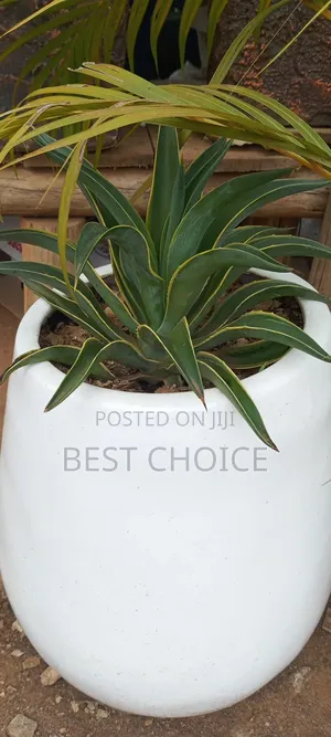 Amazing Flowers and Plants Rooted in Quality, Blooming With Love