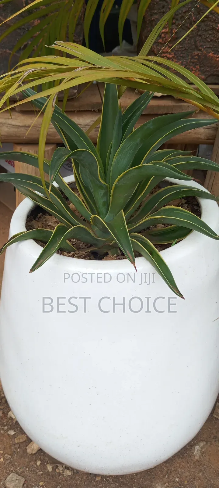 Amazing Flowers and Plants Rooted in Quality, Blooming With Love