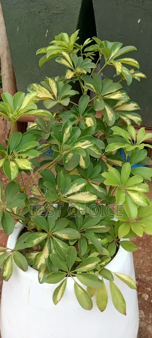Amazing Flowers and Plants Rooted in Quality, Blooming With Love