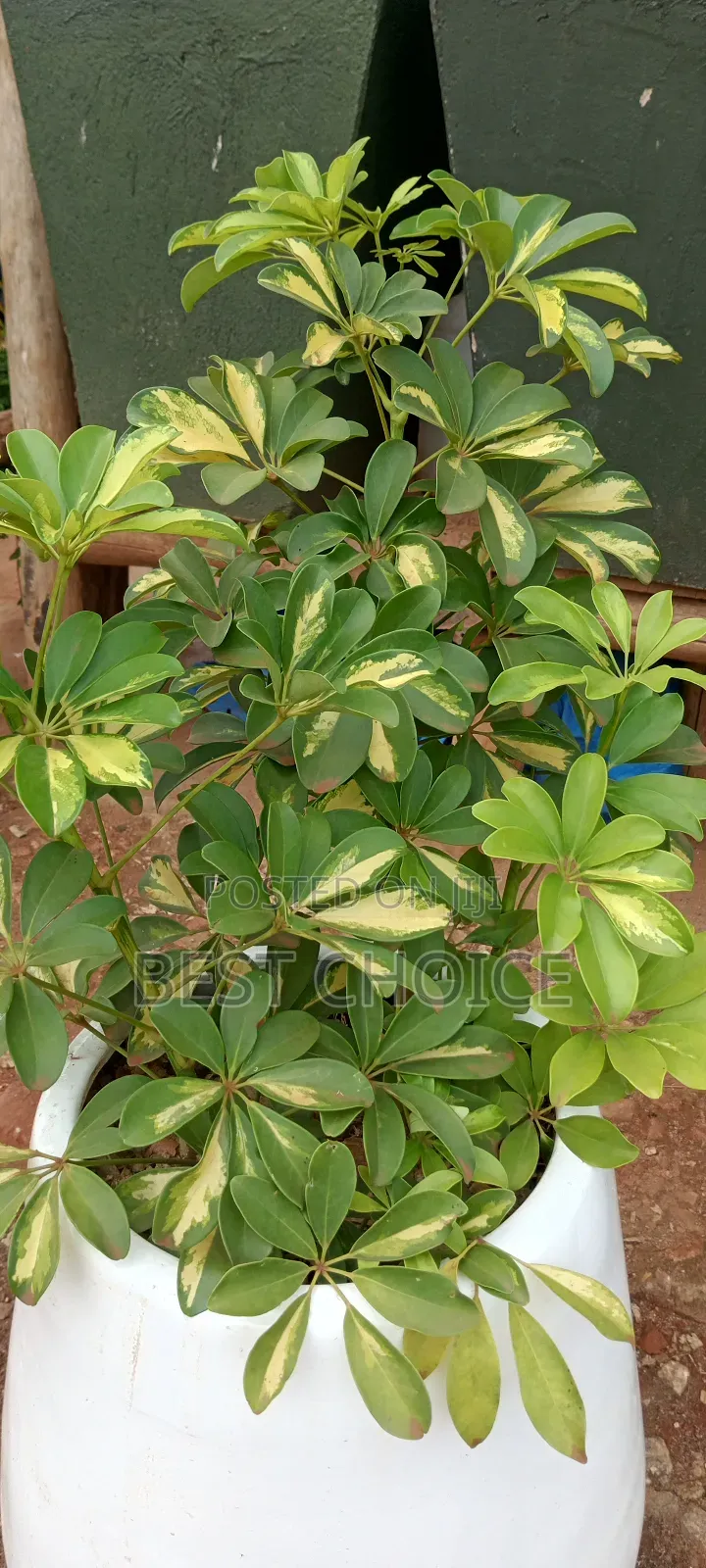 Amazing Flowers and Plants Rooted in Quality, Blooming With Love