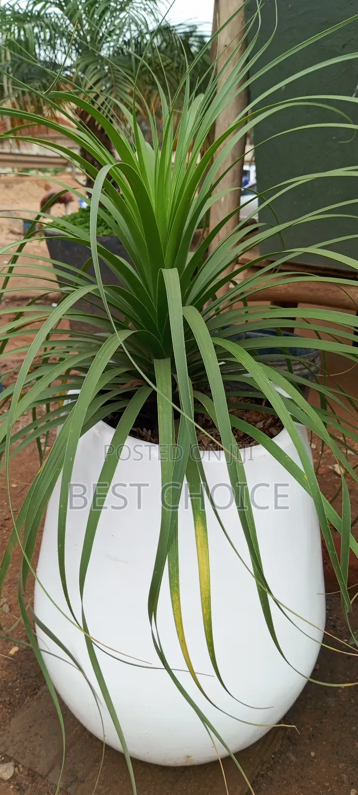 Amazing Flowers and Plants Rooted in Quality, Blooming With Love