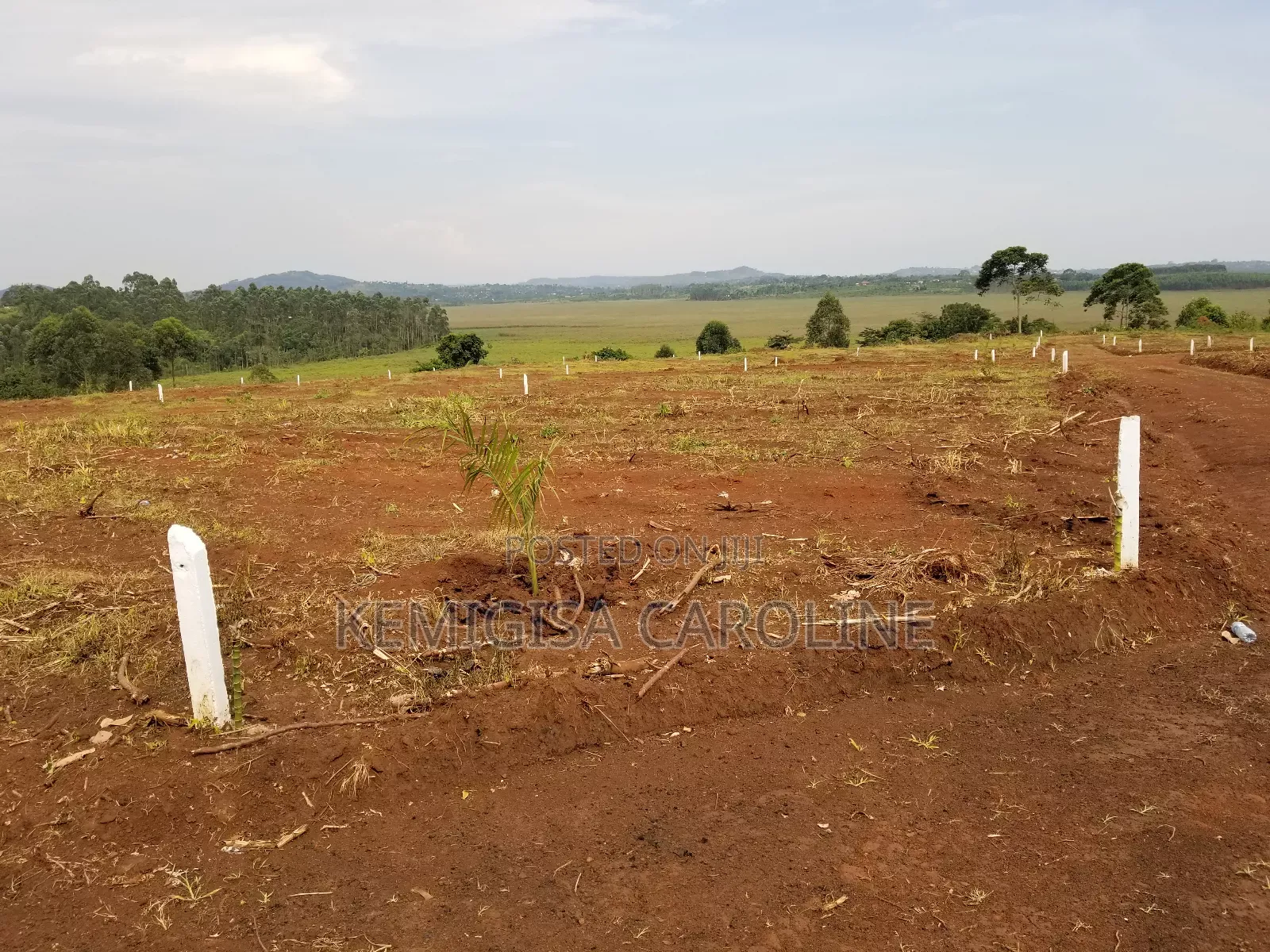 50 * 100 Ft Titled Plots in Konge