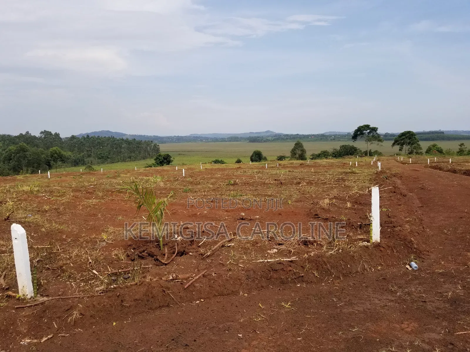 50 * 100 Ft Titled Plots in Konge