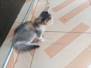 1-3 months Male Purebred Birman