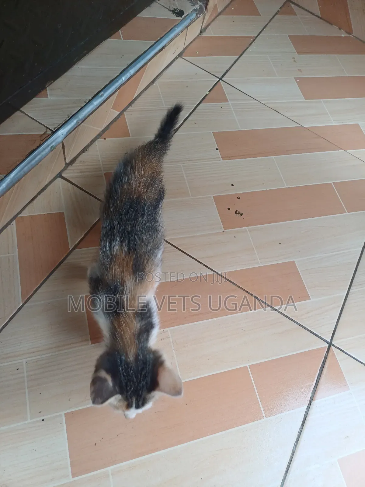 0-1 month Male Purebred Devon Rex
