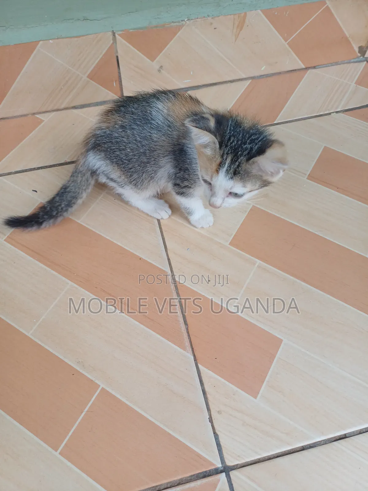 1-3 months Female Purebred Cymric