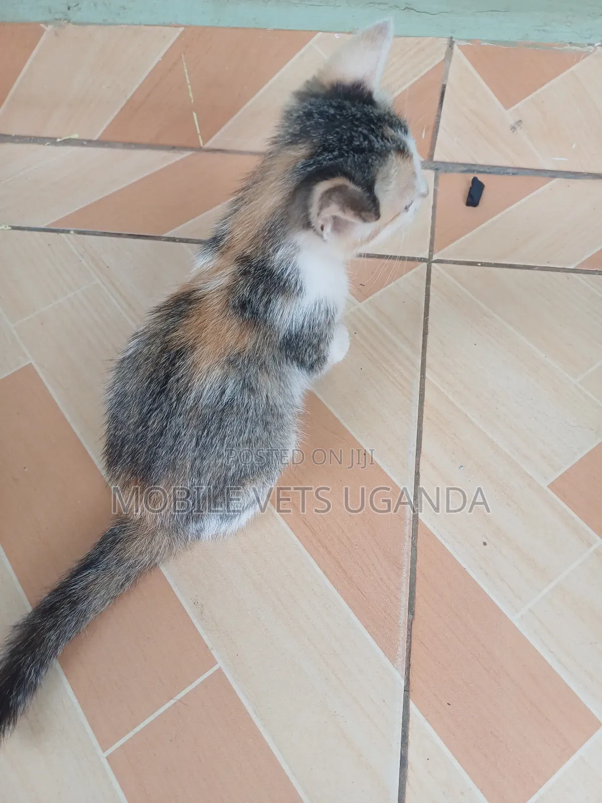 3-6 months Male Purebred Manx