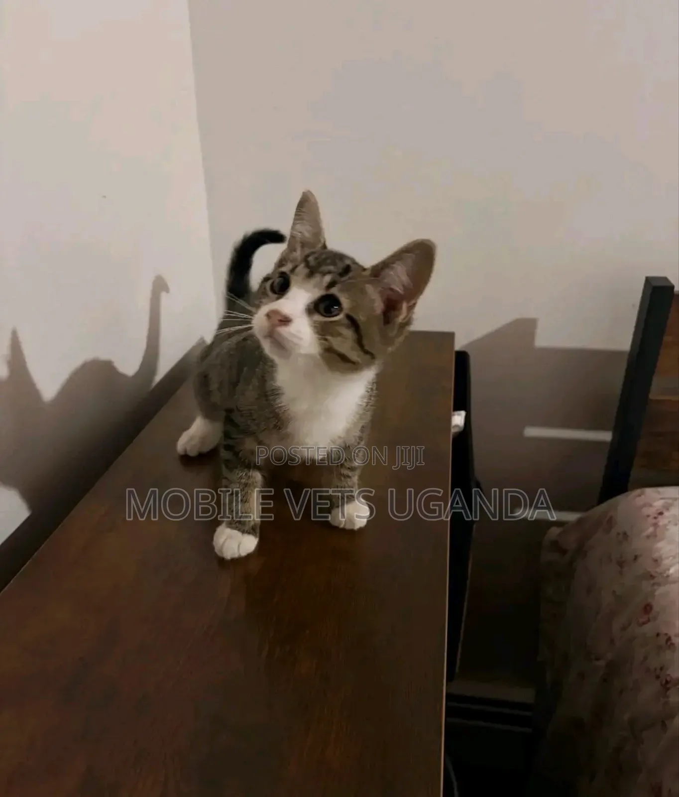 0-1 month Male Purebred American Shorthair