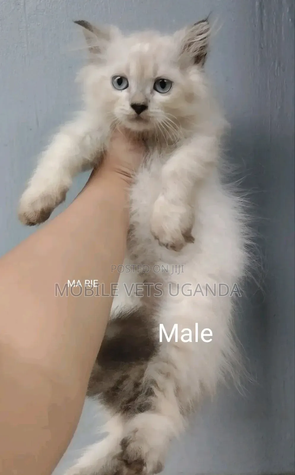3-6 months Male Purebred British Shorthair