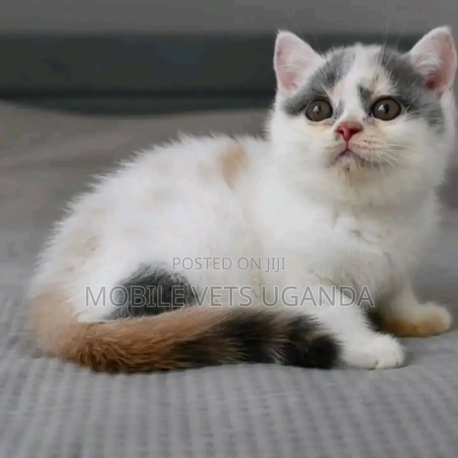 1-3 months Male Purebred British Shorthair