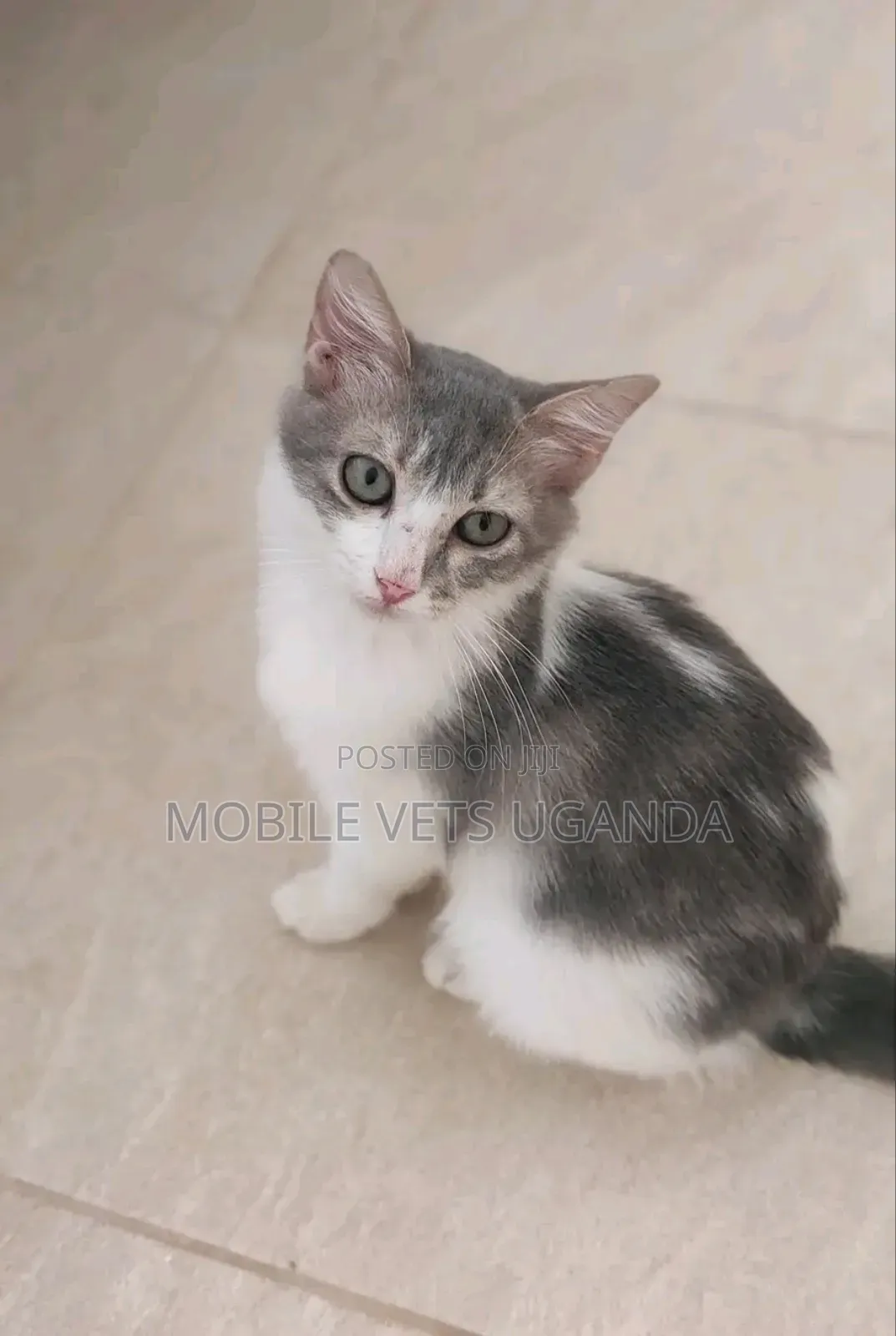 0-1 month Male Purebred Exotic