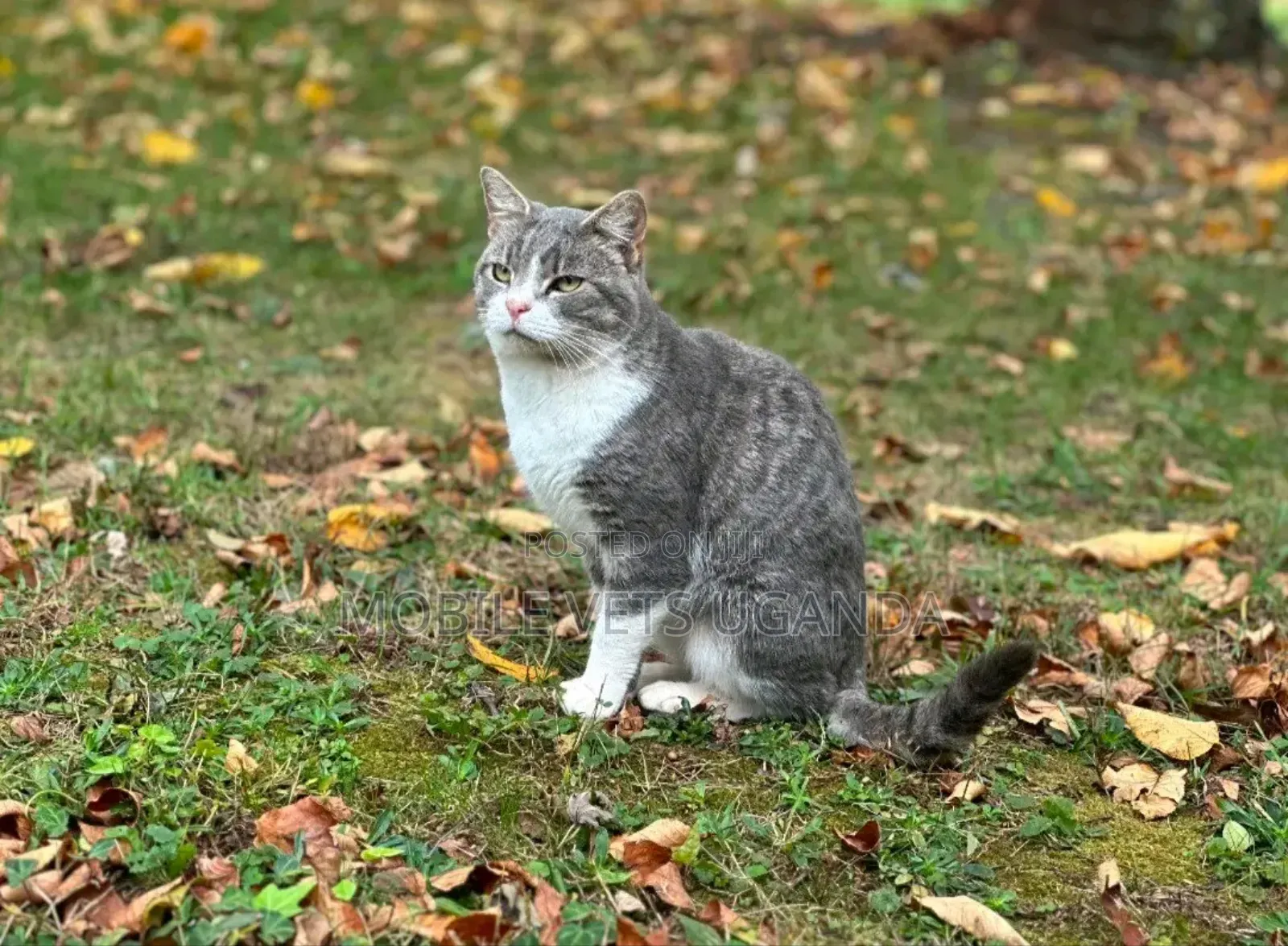 1+ year Male Purebred American Shorthair