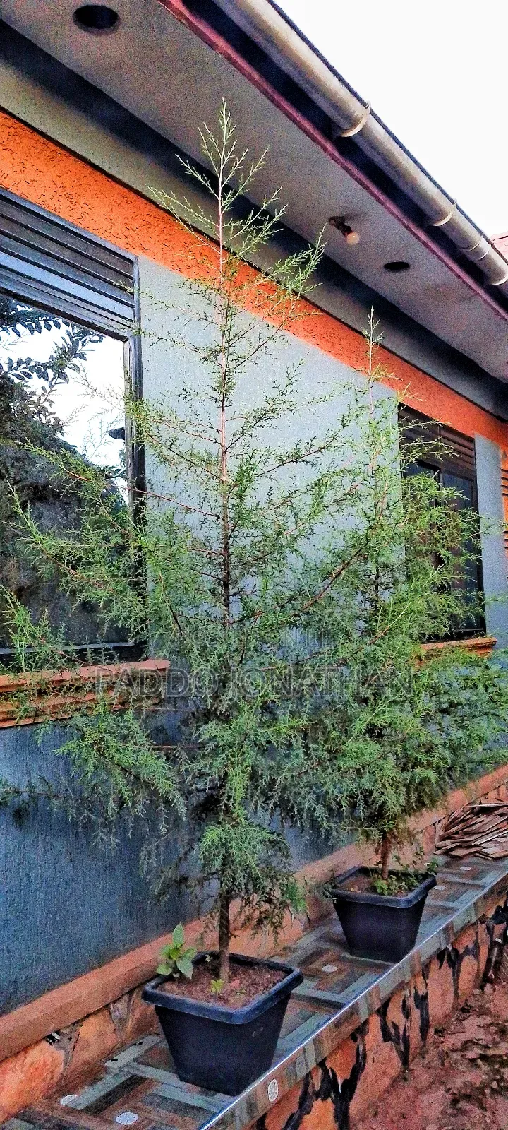 Natural Christmas Tree