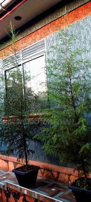 Natural Christmas Tree