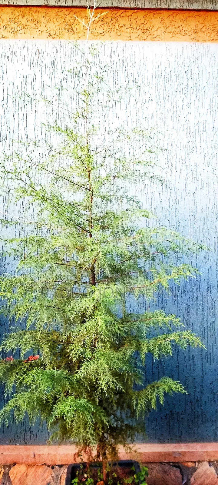 Natural Christmas Tree