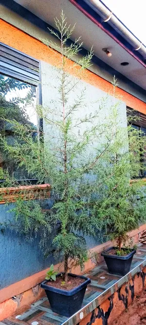 Natural Christmas Tree